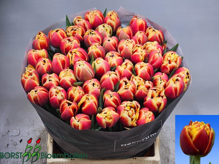 <h4>TU DU MARAX PRIDE</h4>