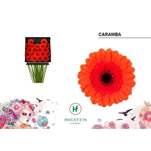 Germini Caramba Diamond Per Kaart