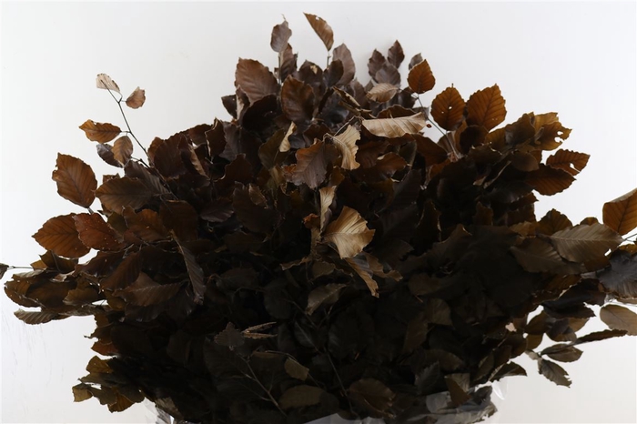 <h4>Pres Beuk Brown P Bunch</h4>