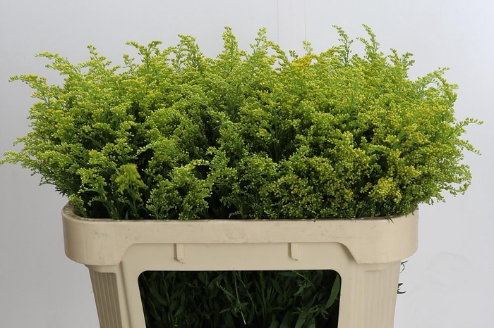 <h4>Solidago Tara Gold</h4>