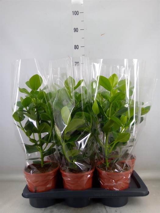 <h4>Strelitzia nicolai</h4>