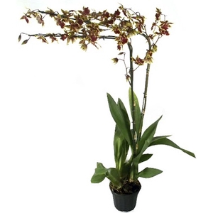 ONCIDIUM COLMANARA P14 MIN 2 HT