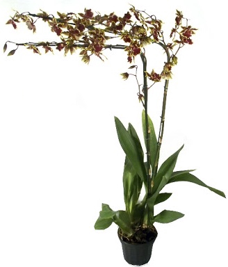 <h4>ONCIDIUM COLMANARA P14 MIN 2 HT</h4>