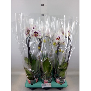 Phalaenopsis   ...