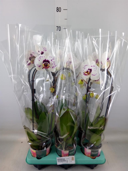 <h4>Phalaenopsis   ...</h4>