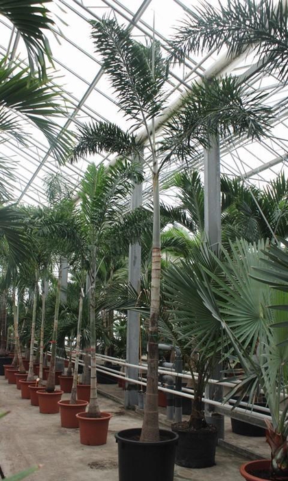 <h4>Wodyetia bifurcata</h4>