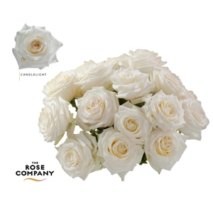 Rosa  grootbloemig Candlelight