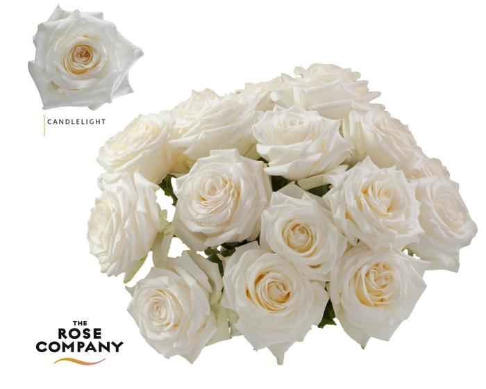 <h4>Rosa Premium Candlelight</h4>