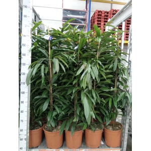Ficus binn. 'Amstel King'