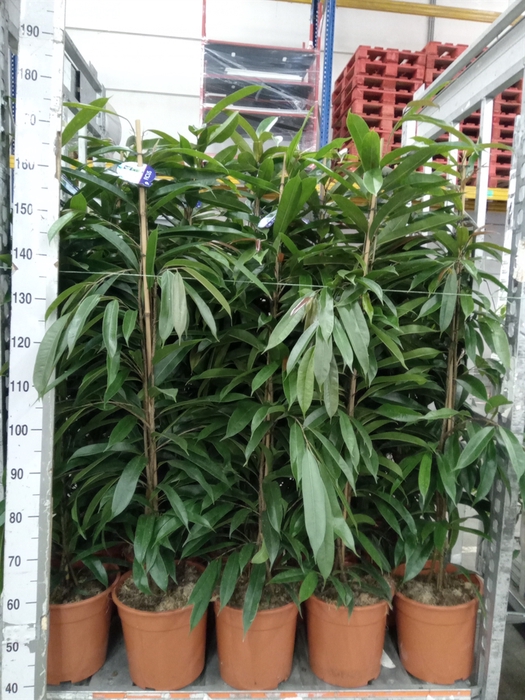 <h4>Ficus binn. 'Amstel King'</h4>