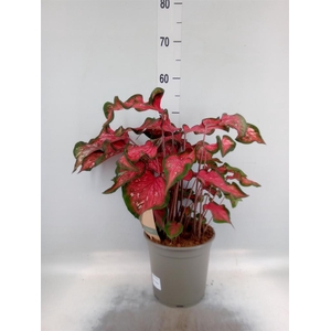 Caladium   ...