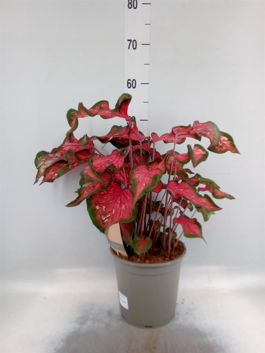 <h4>Caladium   ...</h4>
