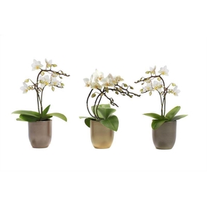 Hugo Luxury Mix Tiny Dolls Wild 3/4T18+ Aqu@