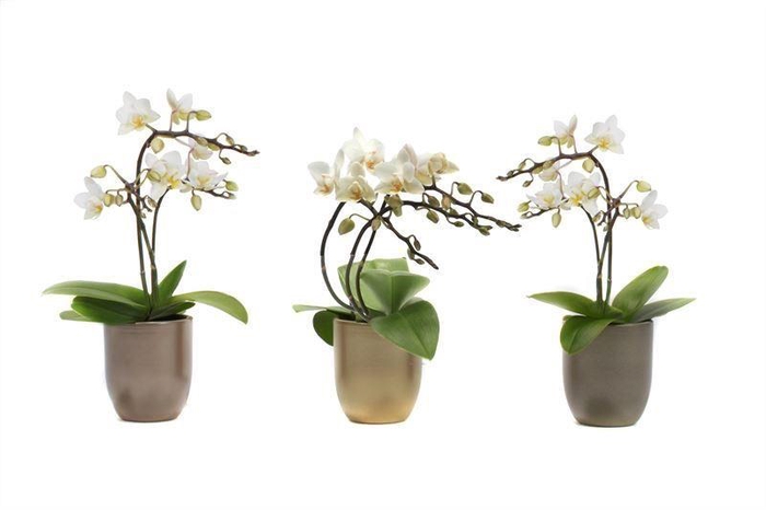 <h4>Hugo Luxury Mix Tiny Dolls Wild 3/4T18+ Aqu@</h4>