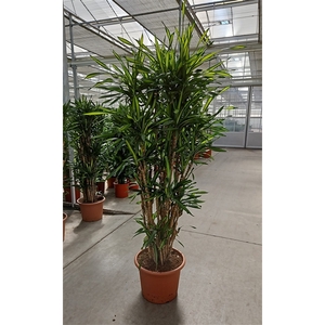 Dracaena Riki