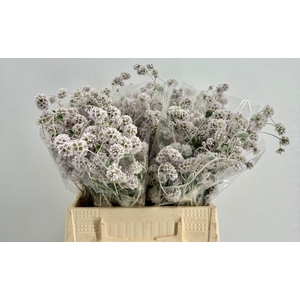 Ptilotus Exaltatus Sun Moon