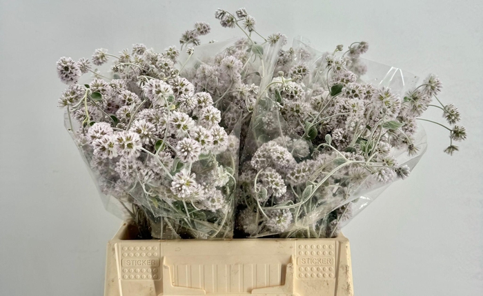 <h4>Ptilotus Obovatus</h4>