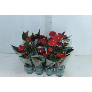 ANTHURIUM RED SUCCESS P09