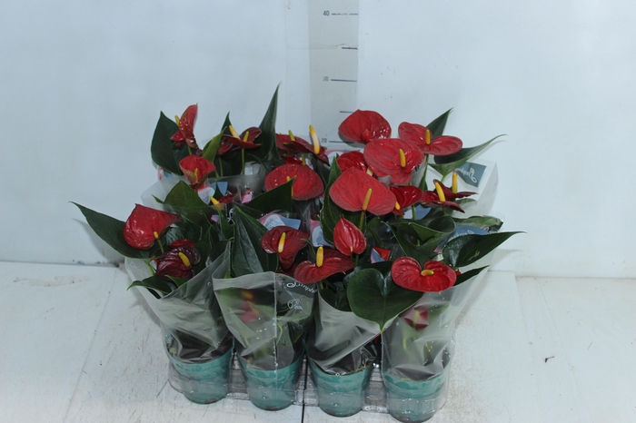 <h4>ANTHURIUM RED SUCCESS P09</h4>