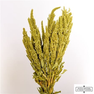 Dried Amaranthus Green Bunch