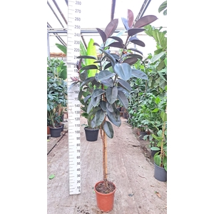 Ficus elastica 'Abidjan'