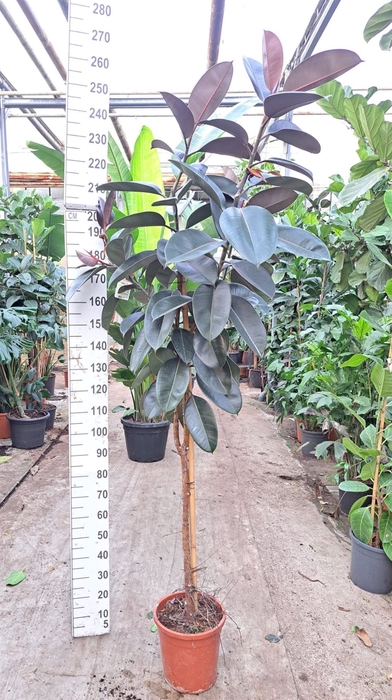 <h4>Ficus elastica 'Abidjan'</h4>