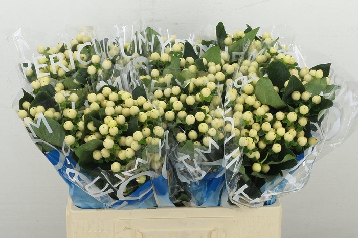 <h4>Hyp Coco Bellimo</h4>