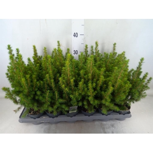 Picea glauca 'Perfecta'