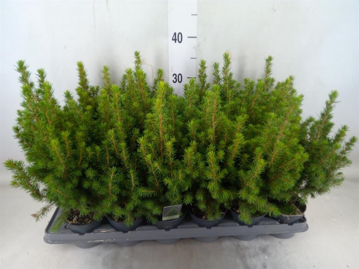 <h4>Picea glauca 'Perfecta'</h4>