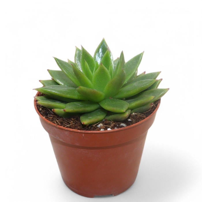 <h4>Echeveria Agavoides</h4>