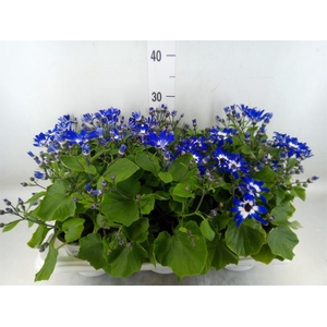 Pericallis cr. 'Senetti Violet Bic'