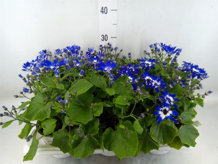 <h4>Pericallis cr. 'Senetti Violet Bic'</h4>