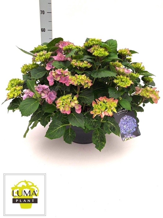 <h4>HYDR M HI RIVER</h4>