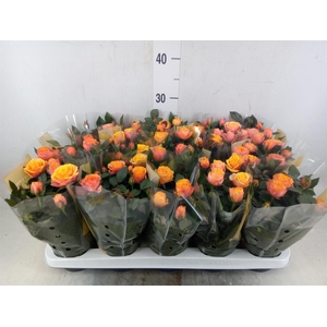 Rosa  'Firebird Kordana Grande'