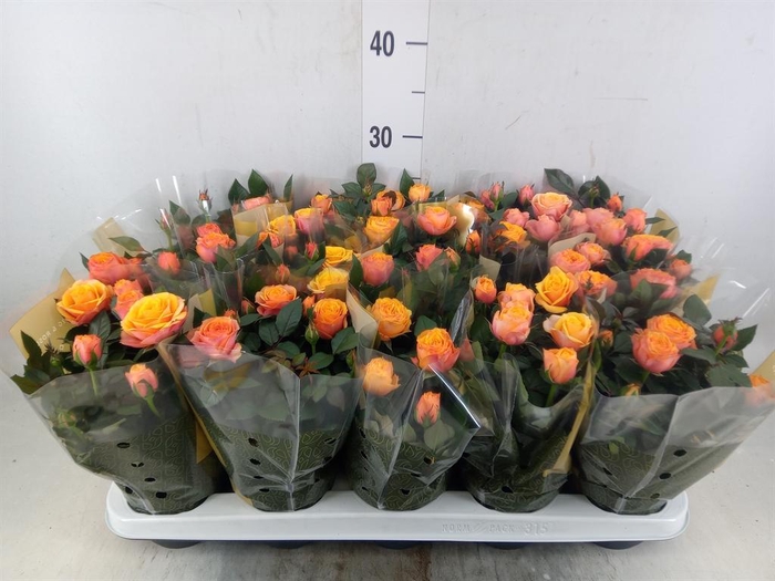 <h4>Rosa  'Firebird Kordana Grande'</h4>