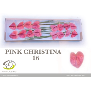 Anthurium Pink Christina