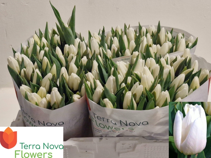 <h4>TU EN WHITE PRINCE</h4>