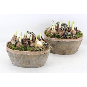 arr4 Narcis MB - Steen ovaal pot 338/6