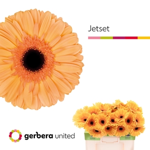 Gerbera Jetset Water