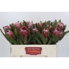 Protea Pink Ice