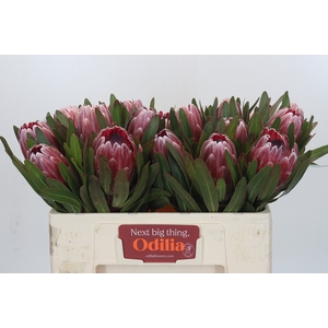 Protea Pink Ice