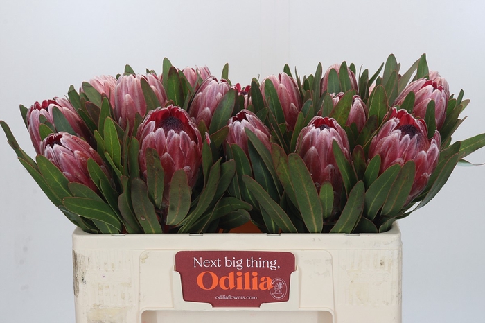 Protea Pink Ice