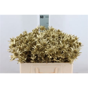 Eryngium Klb Gold