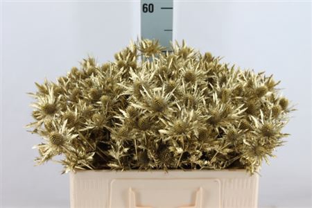 Eryngium Klb Gold