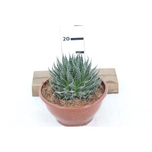 ALOE ARISTATA C21