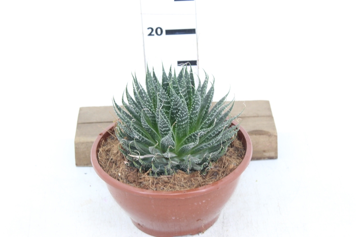 ALOE ARISTATA C21