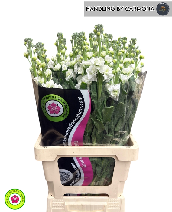 <h4>MATTH IRON WHITE</h4>