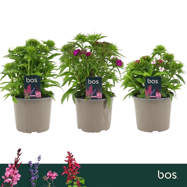 <h4>Dianthus Barbatus, Dart Mix</h4>