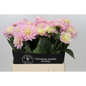 Dahlia Dianas Memory