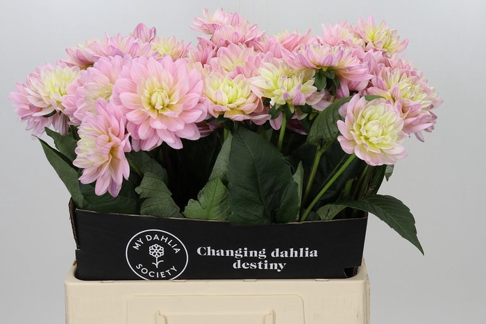 <h4>Dahlia Dianas Memory</h4>